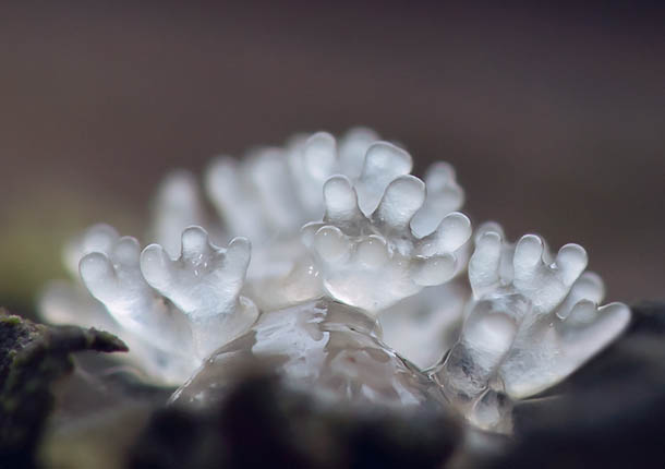 透明感のある粘菌