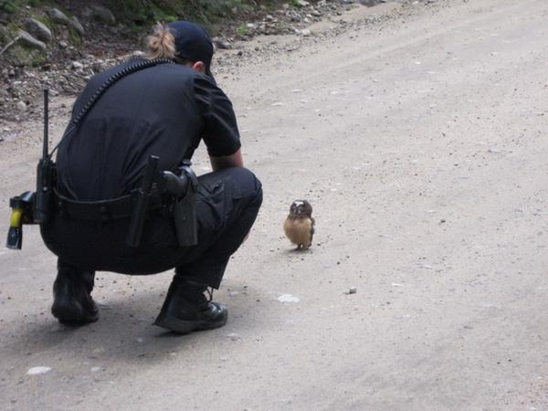 警察官とフクロウ赤ちゃん