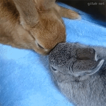 ３匹のウサギがおでこをくっつけあうGIF画像！かわいい。