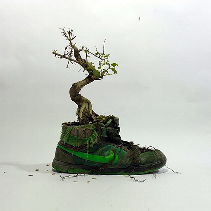 木が生えてきた緑の靴
