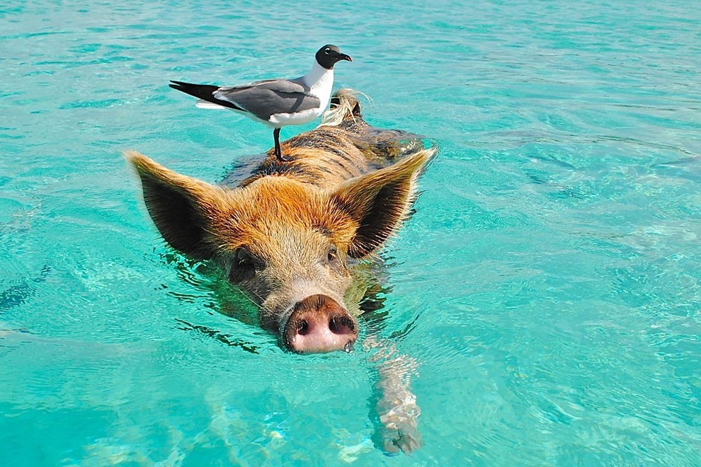 泳ぐ豚！バハマに住んでいる泳ぐブタさんが超可愛らしい