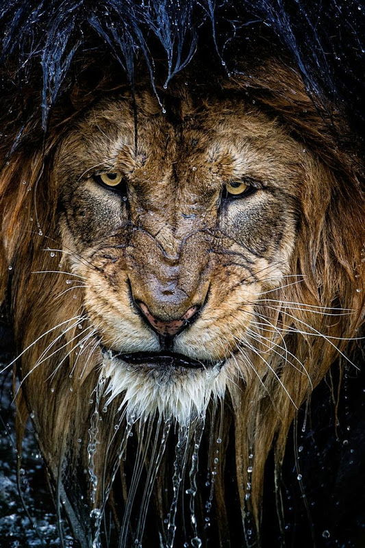濡れたライオンのかっこいい画像