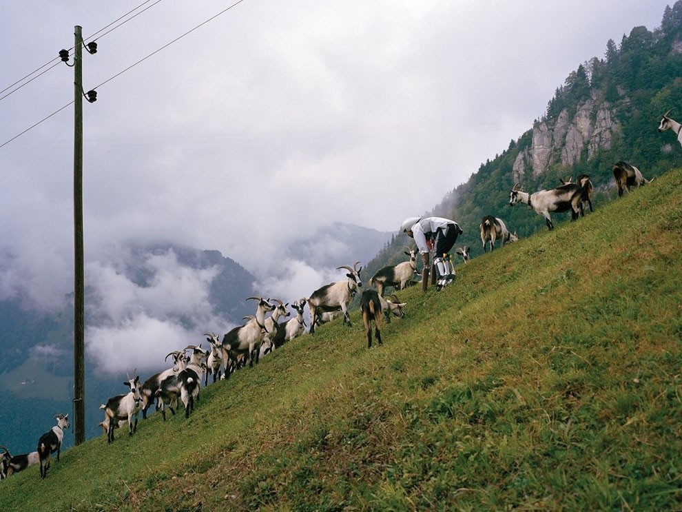 たくさんのヤギたちと山を登るトーマス