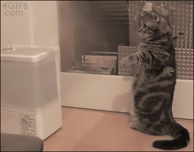 招き猫！加湿器から出る蒸気を掴まえようとする猫