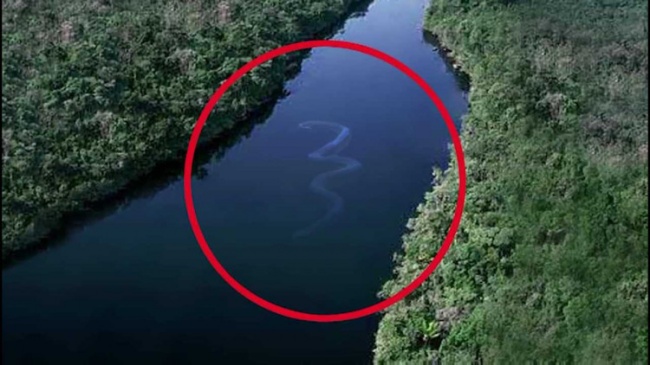 アマゾン川に潜んでいると思われる謎の川蛇