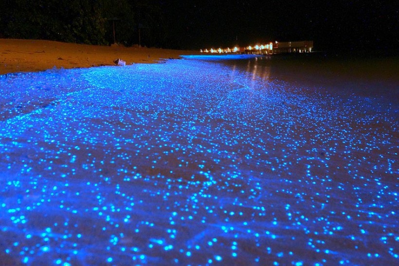 モルディブ共和国、バードゥ島、モルディブビーチ。発光性のプランクトンによって幻想的に青く光る海岸