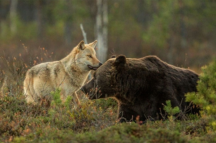 野生動物の友情。クマとオオカミが一緒に行動している写真