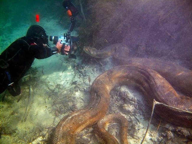 うねる巨大な海蛇