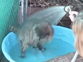 水をかけられて大喜びのアライグマ