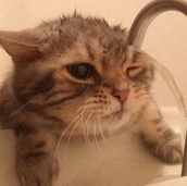 水道から流れてくる水を飲めていない可愛い猫のGIF動画