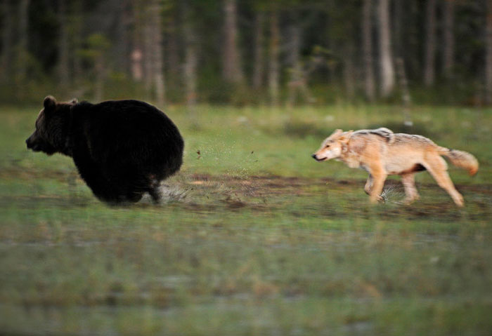 駆けっこして遊ぶクマとオオカミ