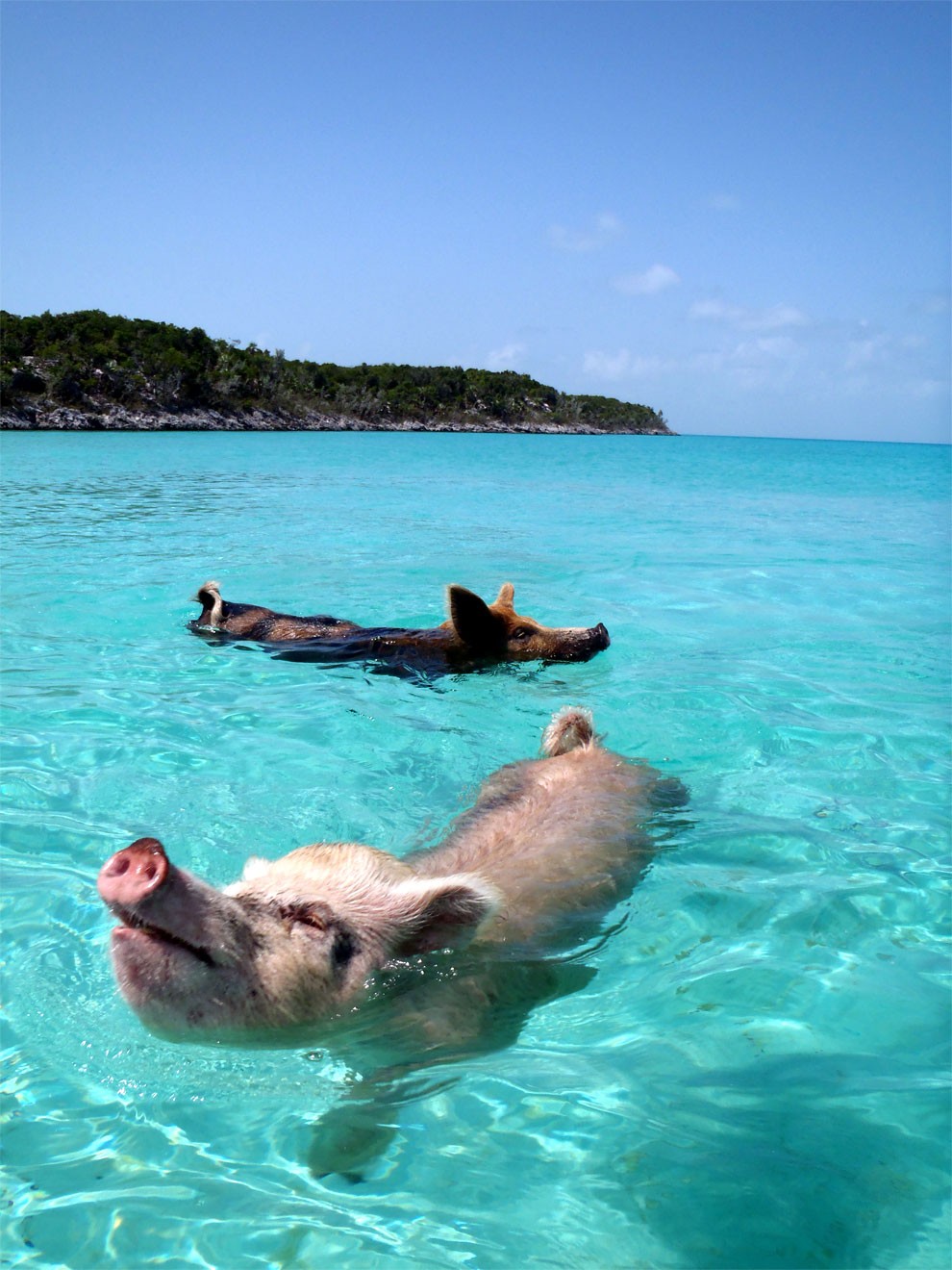 バハマの綺麗な海を悠々と泳ぐブタさん
