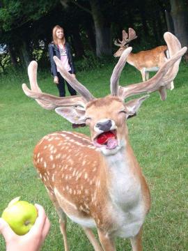 幸せそうに林檎を食べる可愛い鹿の画像