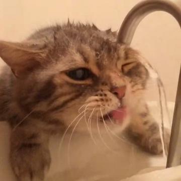 水飲めてないドジな猫