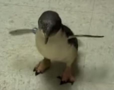 撫でられて喜ぶペンギン