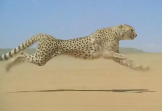 世界最速！チーターが美しく走るGIF動画